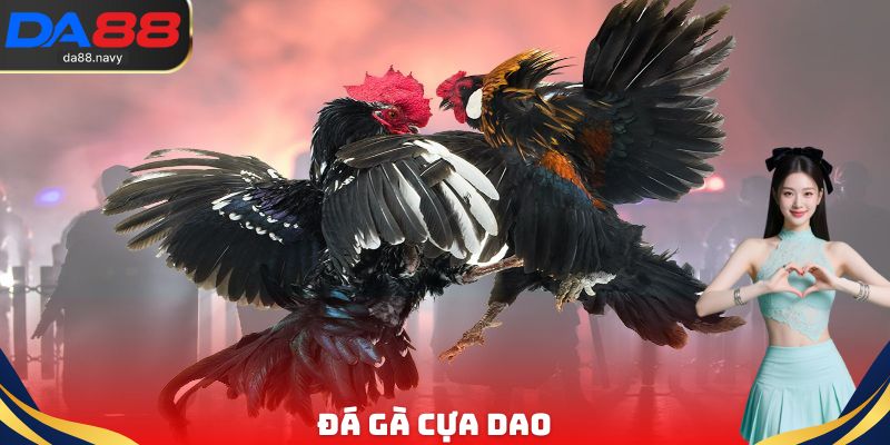 Đá gà cựa dao với mức độ cạnh tranh cực kỳ cao