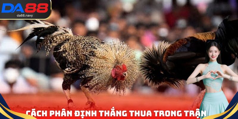 Cách phân định thắng thua trong một trận đá gà đòn