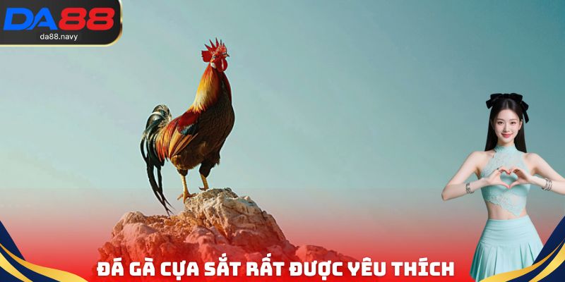 Đá gà cựa sắt là một trong các loại hình thi đấu vô cùng nổi bật