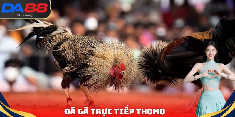 Đá Gà Trực Tiếp Campuchia