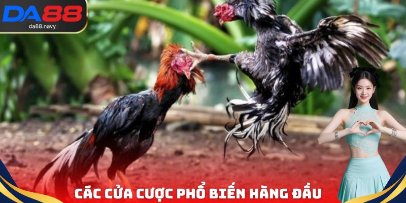 Các cửa cược đá gà trực tiếp Thomo phổ biến hàng đầu