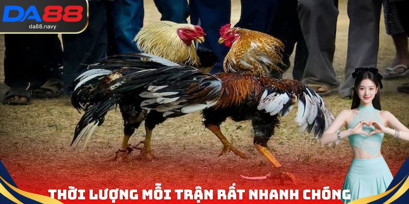 Thời lượng mỗi trận đá gà trực tiếp Thomo rất nhanh chóng